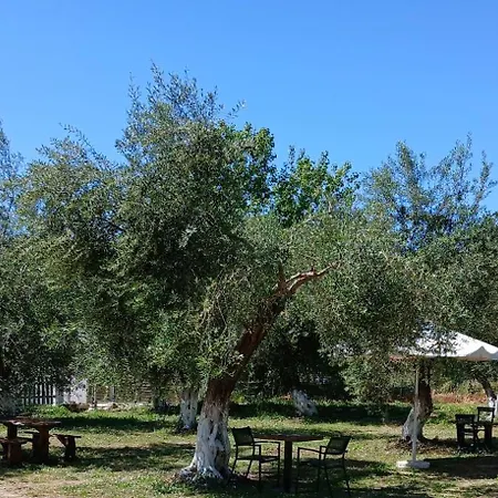 Olive House 马拉希亚斯